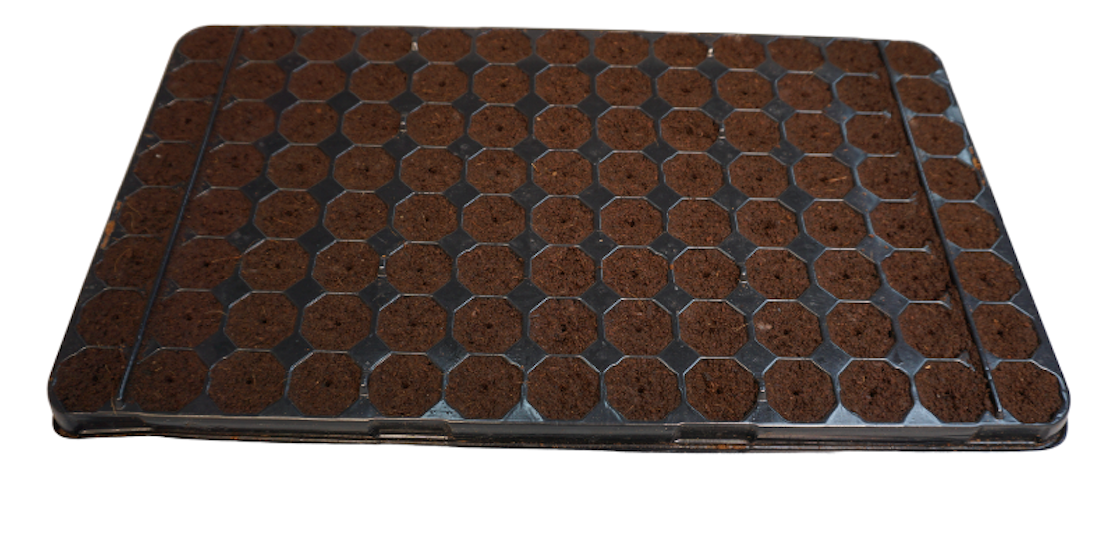 Plug Life Clone Tray 80/20 (104) - National Greenhouse